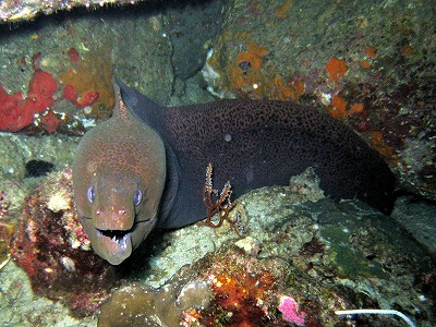 SIMILANクルーズ　2月1９日～20日_d0081889_13215372.jpg