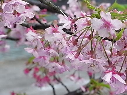河津桜バスツアー♪_b0105897_21343599.jpg