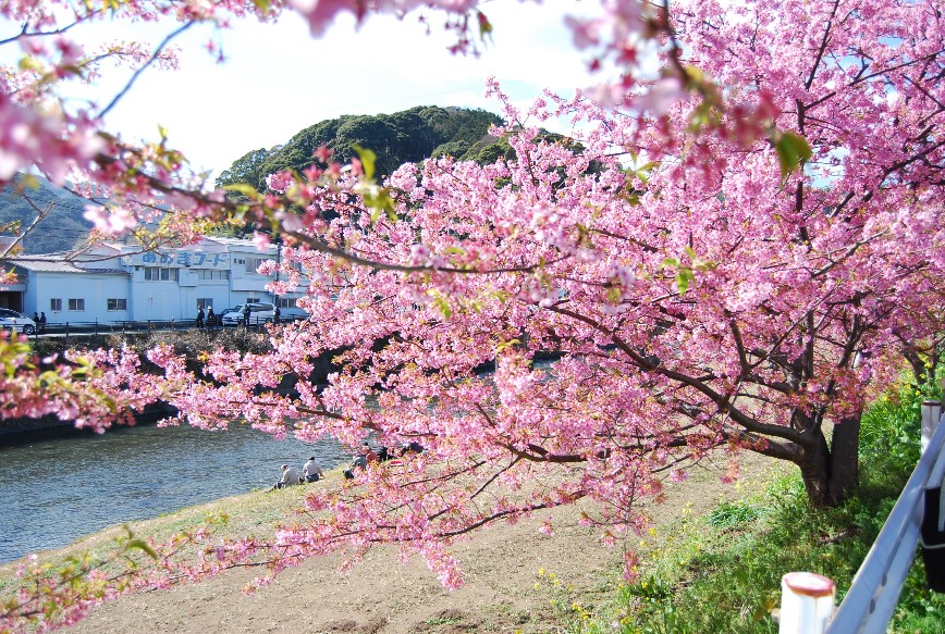 河津は春!!春!!_f0101201_22174797.jpg