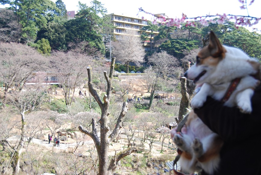 河津は春!!春!!_f0101201_2226497.jpg