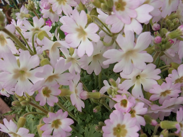 b0107310_10392364.jpg