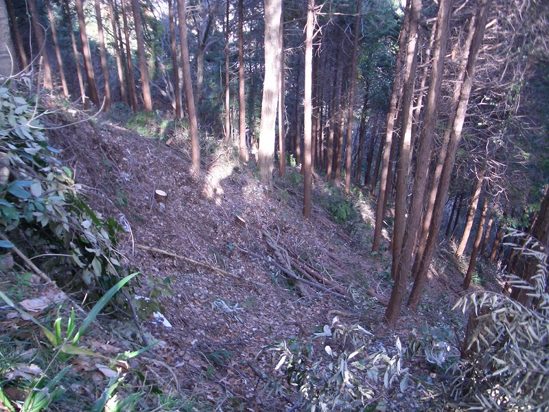 岩本山の森づくり　森の力再生事業_f0141310_22181726.jpg