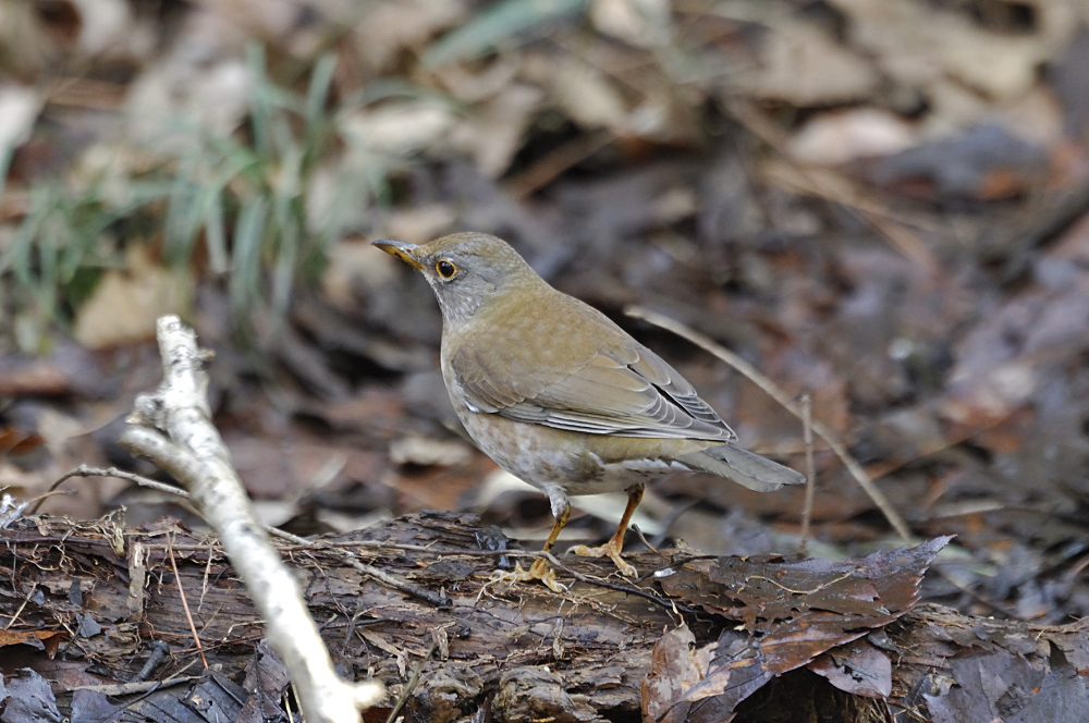 先日の公園で出会った野鳥_c0018118_2225536.jpg