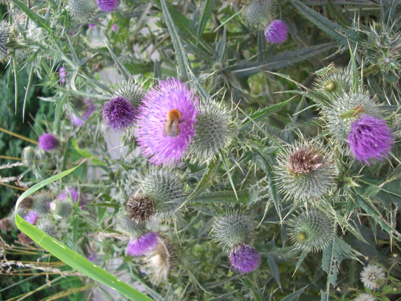 d0136122_13141284.jpg