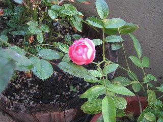 c0117635_2356125.jpg