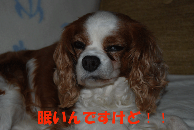 c0136838_1713310.gif