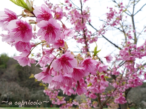 早咲きの桜_e0156744_23113872.jpg