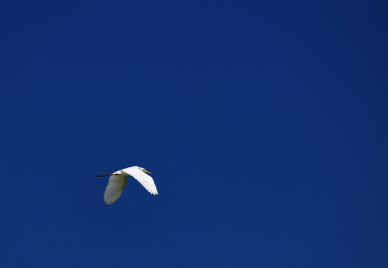 青空の白い鳥 TOMS - 靴