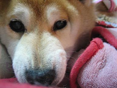 おるがん_c0049950_2216514.jpg