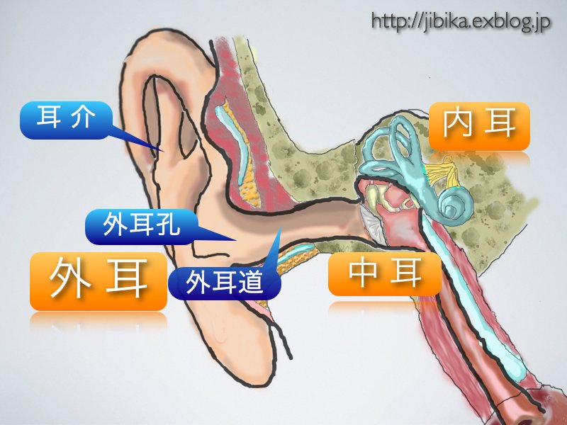 耳のつくりと聞こえ〜静止画バージョン〜_e0084756_2326832.jpg