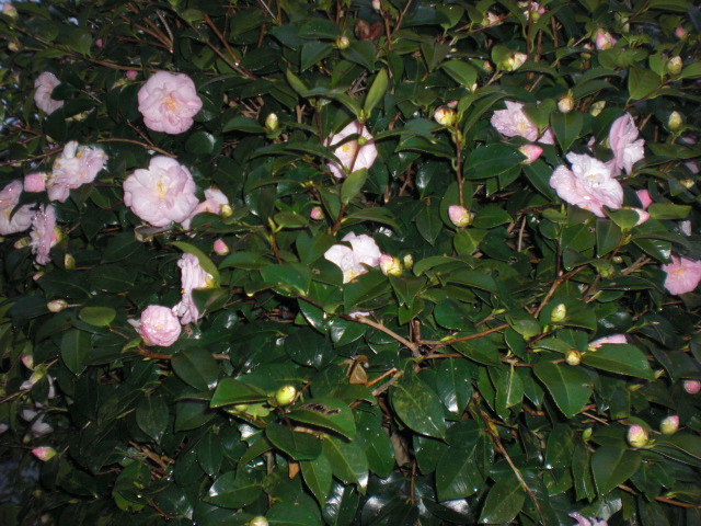 b0157276_2142012.jpg
