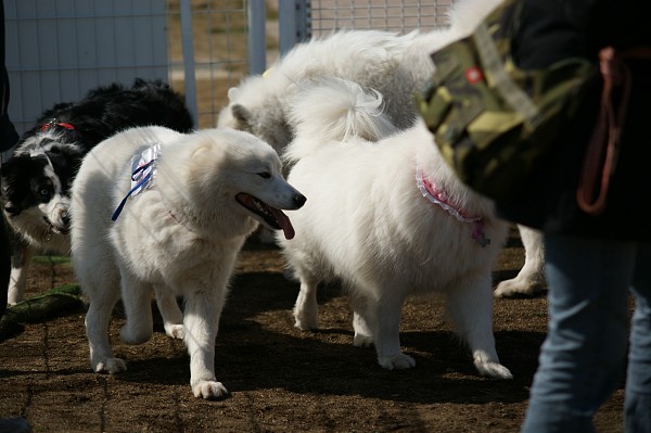 200902ドッグラン毛呂山 09_c0109780_22584171.jpg