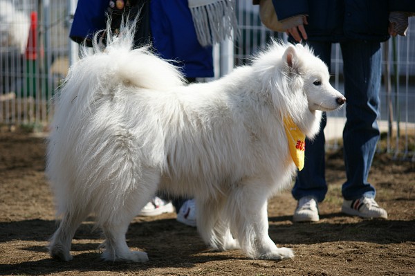200902ドッグラン毛呂山 09_c0109780_22584951.jpg