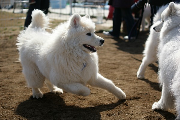 200902ドッグラン毛呂山 09_c0109780_2259633.jpg
