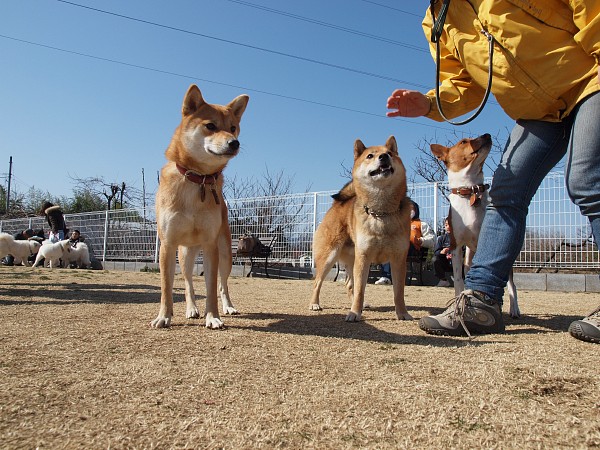200902ドッグラン毛呂山 10_c0109780_2334722.jpg