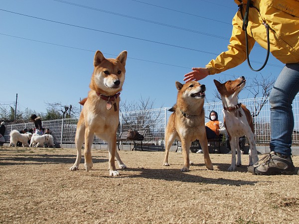 200902ドッグラン毛呂山 10_c0109780_2335458.jpg