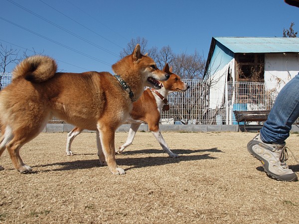 200902ドッグラン毛呂山 10_c0109780_2341731.jpg