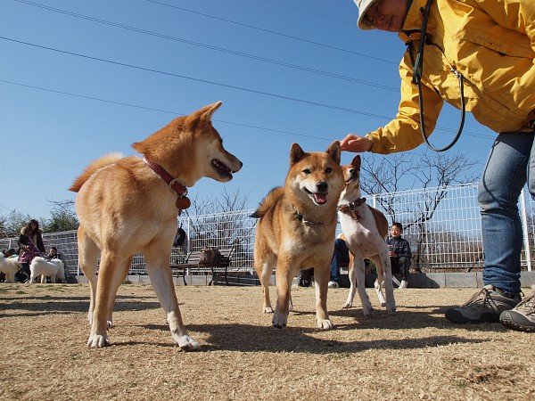 200902ドッグラン毛呂山 10_c0109780_234181.jpg