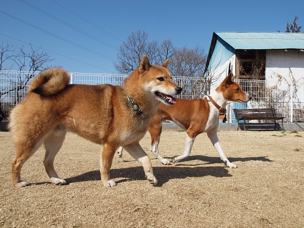 200902ドッグラン毛呂山 10_c0109780_2342338.jpg