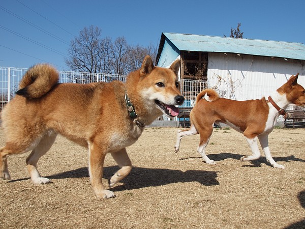 200902ドッグラン毛呂山 10_c0109780_2343761.jpg