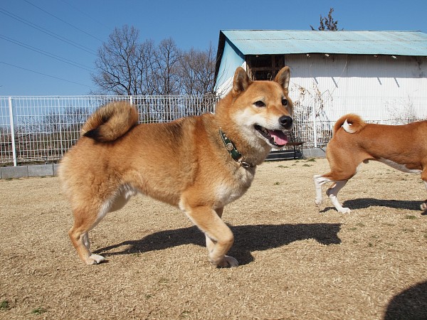 200902ドッグラン毛呂山 10_c0109780_2344459.jpg
