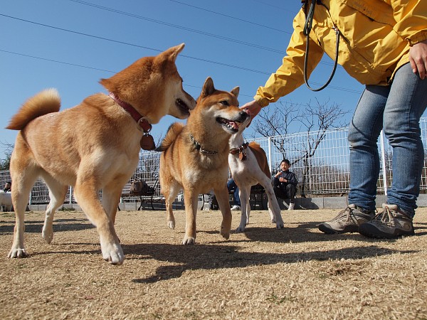 200902ドッグラン毛呂山 10_c0109780_234961.jpg