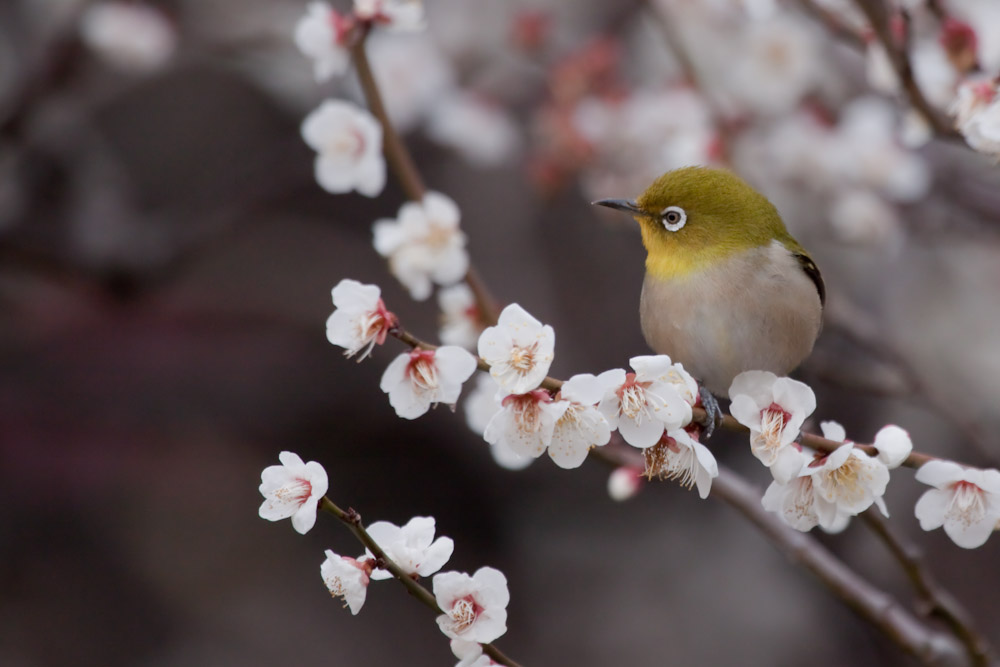 ウメジロ（梅・目白）　花から鳥へ_a0083081_16445039.jpg