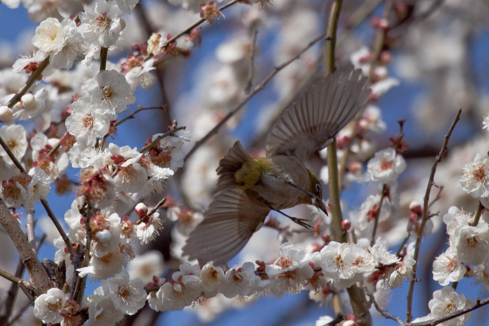 ウメジロ（梅・目白）　花から鳥へ_a0083081_16454612.jpg