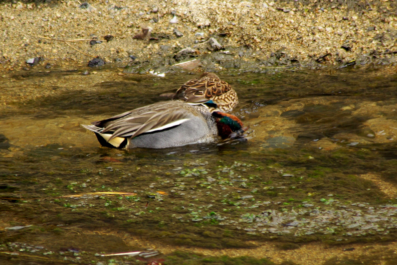 Green-winged Teal_e0128187_23215826.jpg