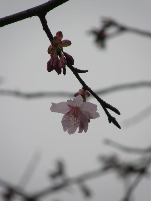 如月の桜_e0017396_0394162.jpg