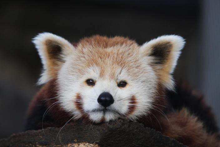 ニシレッサーパンダ ぱんだうま園