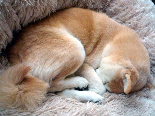 e0131506_0254267.jpg