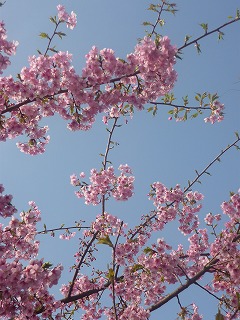 河津桜。_c0154016_19442443.jpg