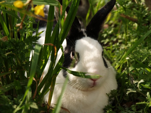 ウサギとネコもお花見 [2008年4月8日の投稿]_e0169130_059182.jpg