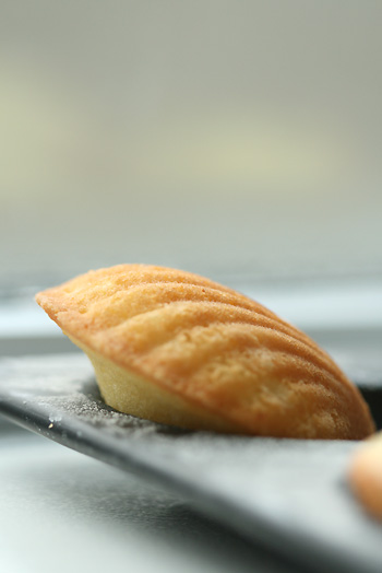 lemon madeleine_b0123934_7234186.jpg