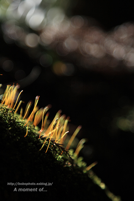 苔のある風景_d0143741_23365281.jpg