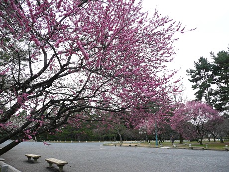 京都御苑の梅_c0057946_22542279.jpg