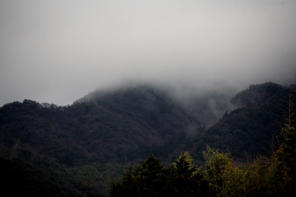 Regardé au-delà du bosquet de bambous_c0193660_0392053.jpg