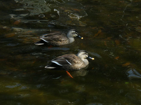 e0073762_12452381.jpg