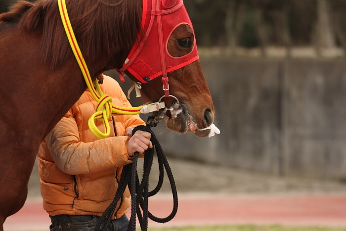 2009年2月22日（日） 高知競馬 3R その1_a0077663_18465951.jpg