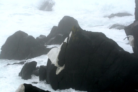 荒波にホオジロガモと力強く生きるヒメハジロ・・・根室_f0000866_6592095.jpg