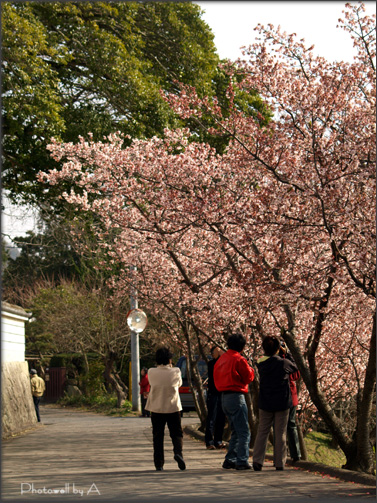 おひさしぶりです&桜メジローさん_e0159368_18351322.jpg