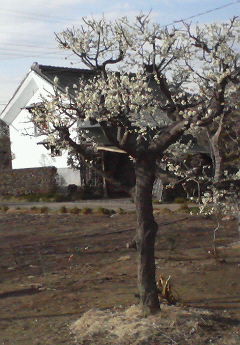 e0173670_657340.jpg