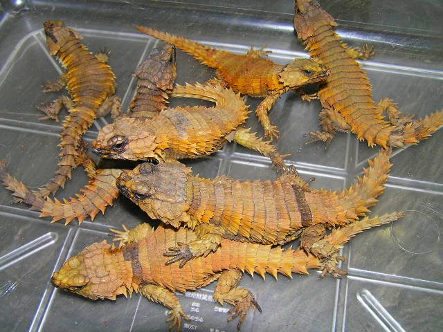 Armadillo Lizard フライト フェスタ09 名東ペポニスタッフブログ Armadillo Lizard フライト フェスタ09 名東ペポニスタッフブログ