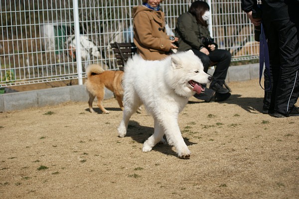 200902ドッグラン毛呂山 11_c0109780_1754489.jpg