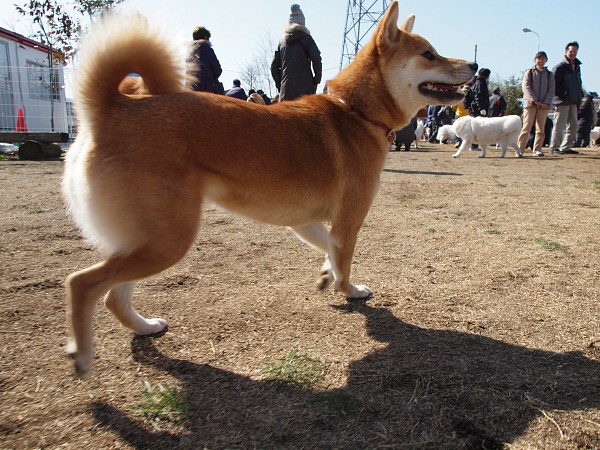 200902ドッグラン毛呂山 12_c0109780_17574485.jpg