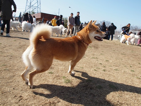 200902ドッグラン毛呂山 12_c0109780_17575119.jpg