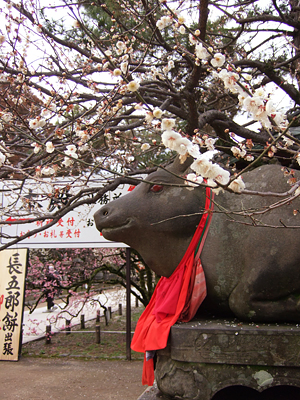 梅さく嵐電 天神さんの花番牛 只今七分咲き_c0069903_5391287.jpg