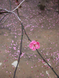 梅さく嵐電 天神さんの花番牛 只今七分咲き_c0069903_5404296.jpg