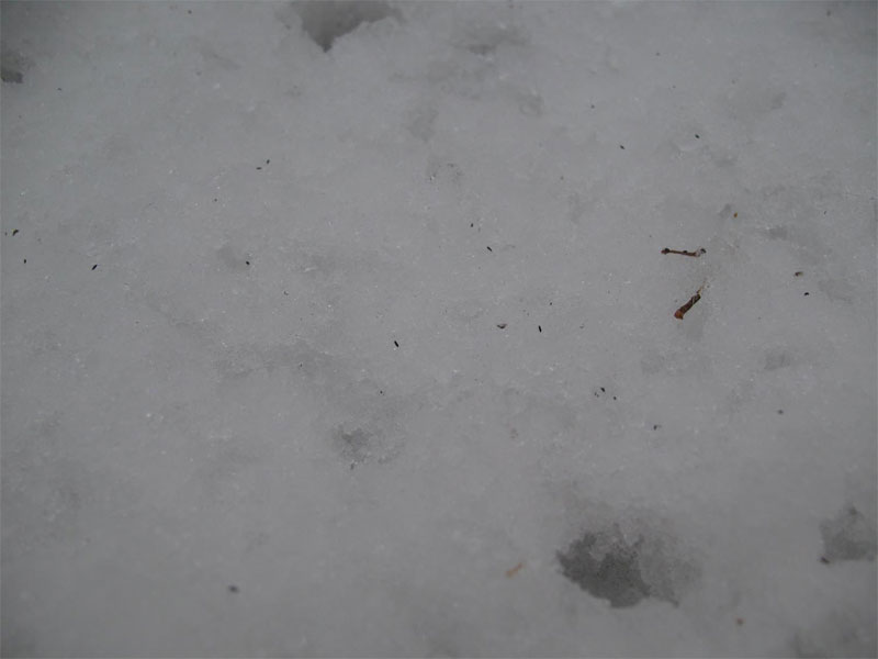 雪の上に無数の黒い小さな虫らしき物を発見 昆虫ブログ むし探検広場